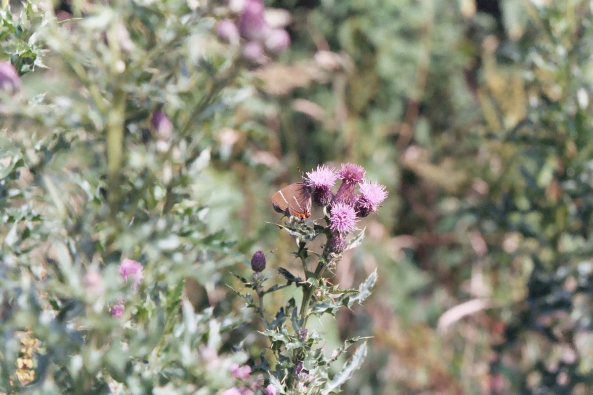 White-letter Hairstreak, 19th July, 2004